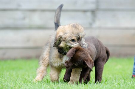 Shake small puppy photo