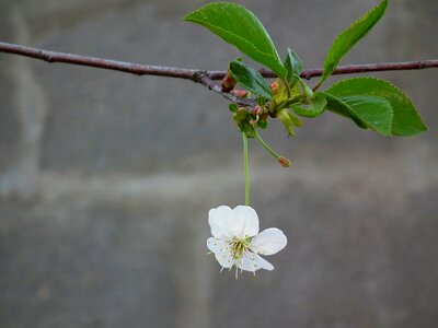 Spring white bloom photo