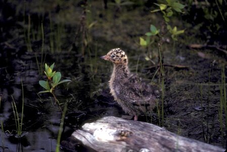 Chick  