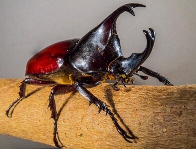 Tropical beetles rhinoceros beetle riesenkaefer