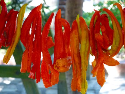 Chili pepper sun drying photo