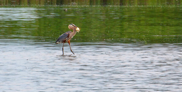 Great Blue Heron with fish at Prime Hook NWR wetland-1 photo