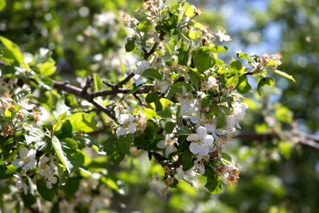 Apple Tree bouquet branches