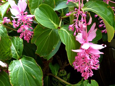 Plant winter garden new zealand