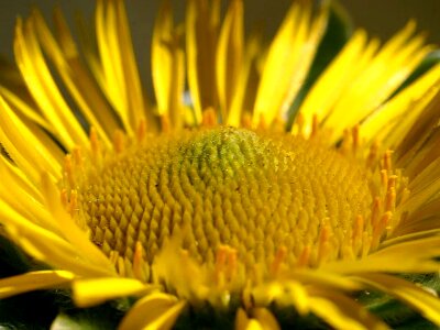 Bloom great image