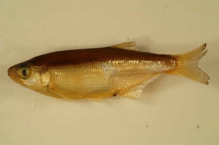Hiodon tergisus-6