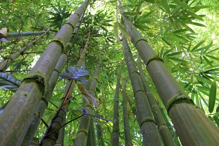 Nature green forest photo