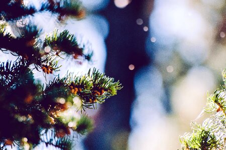 Bouquet branches conifer
