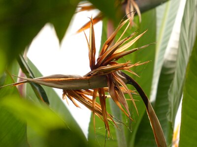 Dry exotic bird of paradise flower photo