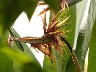 Dry exotic bird of paradise flower