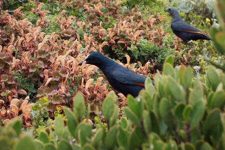 Flowers animals birds