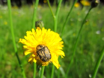 Agriculture animal arthropod