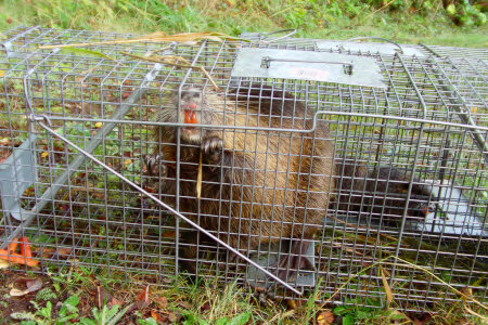 Caged Nutria photo