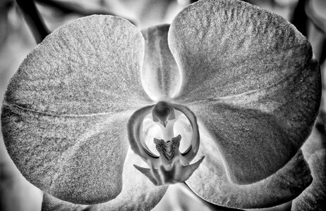Black black and white blooming photo