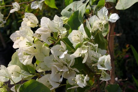 Flowers stalks garden photo