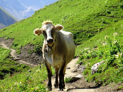 Animals austria mountain photo