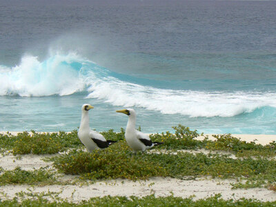 Masked boobies on Baker Island National Wildlife Refuge photo