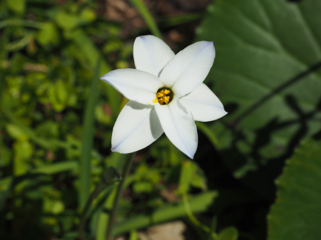 Plant white ipheion uniflorum