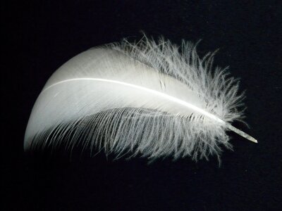 Swan feather feather swan photo