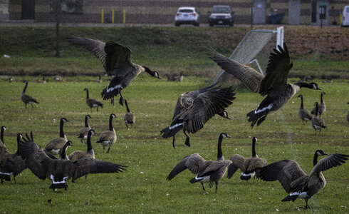 Group of Geese landing