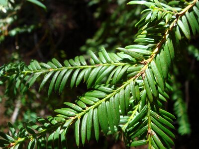 Nature wilderness forest