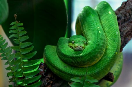 Tree snake reptile dangerous photo