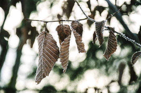 Dry Leaves photo