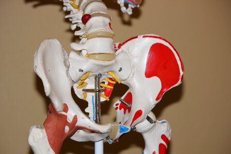 Joint anatomical skeleton photo