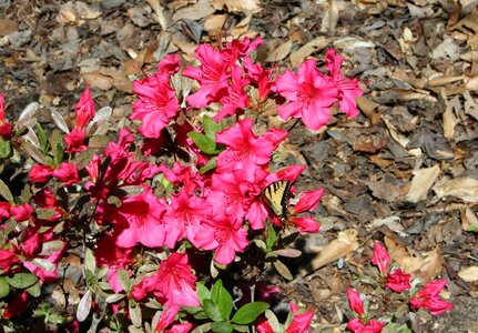 Blossom bloom petals