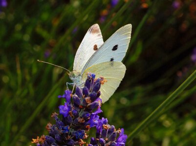 Butterflies animal nature