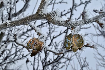 Cold dry frost