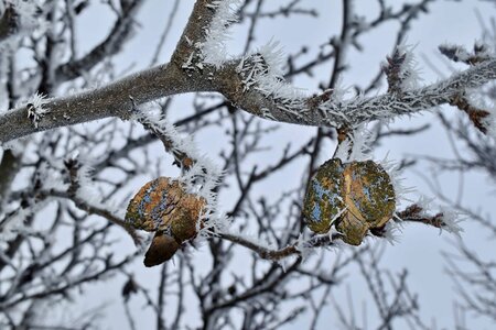 Cold dry frost photo