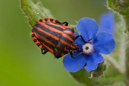 Animal arthropod beautiful flowers