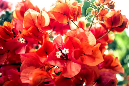 Beautiful blooming bouquet photo