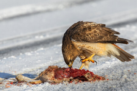 Red-tailed hawk and roadkill photo