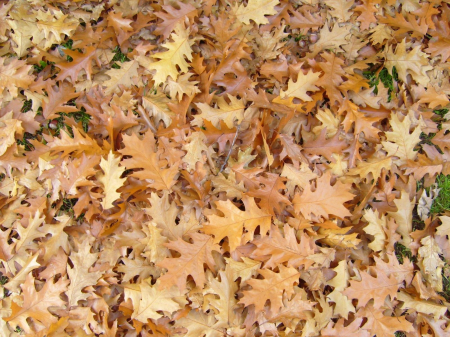 Background leaves 