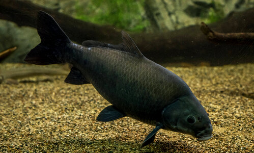 Smallmouth buffalo-3
