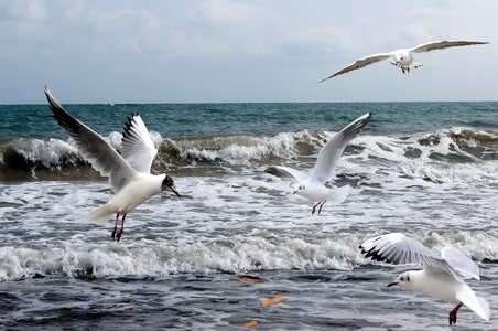 Meals bird brittany photo