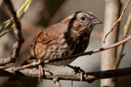 Song Sparrow-1 photo
