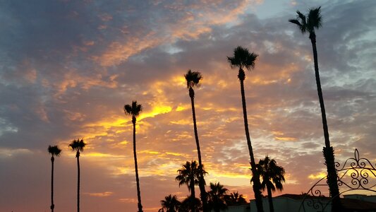 California Palm Trees photo