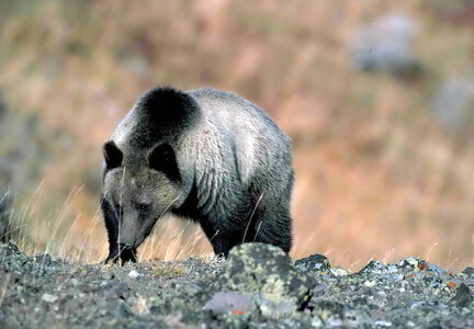 Bear grizzly mountain