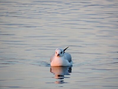 Seagull waterfowl bird photo