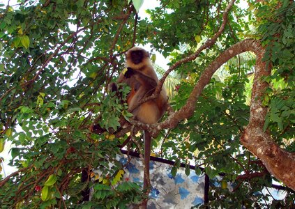 Gray wildlife indian photo