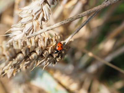 Coccinella septempunctata coccinella animal