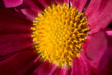 Composites asteraceae ornamental plant photo