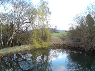 Birch and Willows besides a pond photo