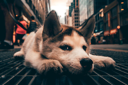 City Dog Chilling