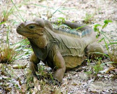 Animal background reptile