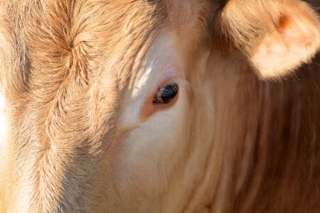 Dam agriculture livestock