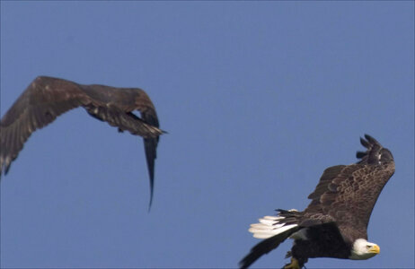 Bald Eagles photo